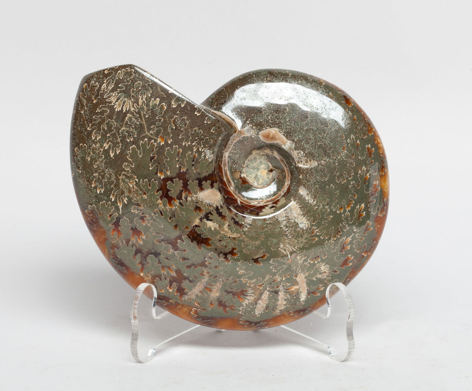 Lg Rare Fossilized Ammonite Sculpture (1 of 13)