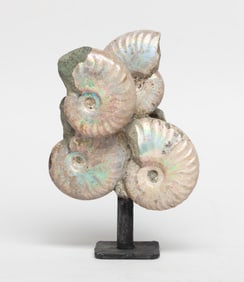 Fossilized Opal Color Ammonite Sculpture