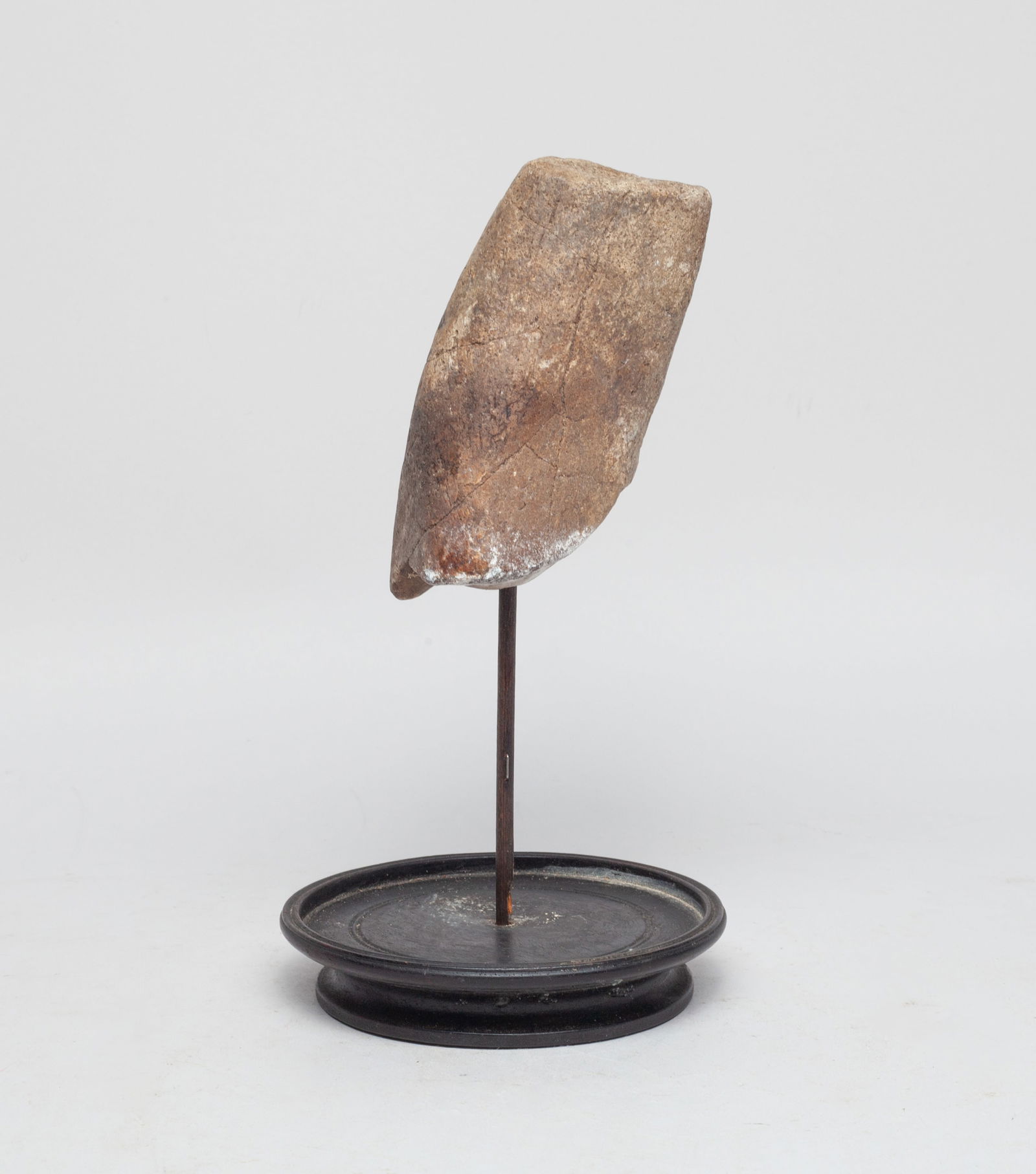 Rare Fossil T-Rex Dinosaur Bone Sculpture: Collectible tyrannosaurus (T-Rex) dinosaur bone fossil sculpture, with a circular base. Approx. 4.5*2.3*1.8 inch (bone size).