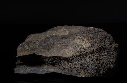 Rare T-rex Bone Fossil Collection