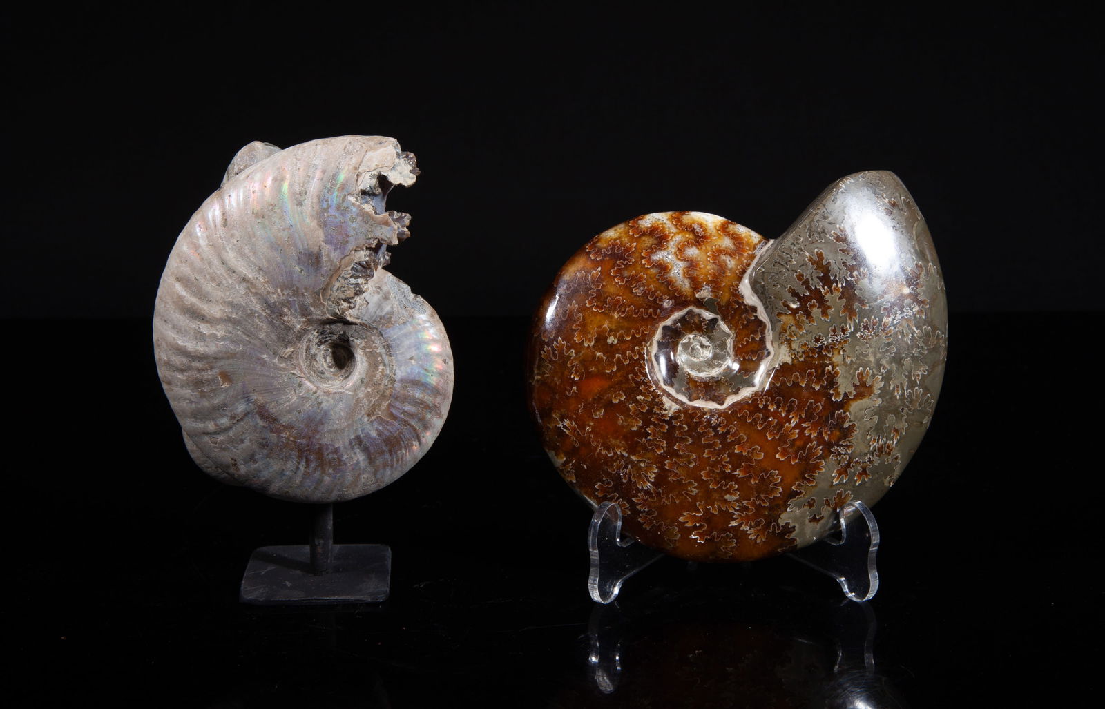 Two Vintage Opalized Fossil Sculptures: Two room decor opalized fossil sculptures. Approx. 4.6*3.8*1 inch (larger).