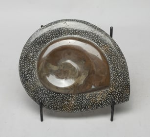 Collectible Fossilized Ammonite Decor Slab
