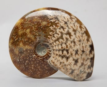 Estate Opalized Fossil Stone