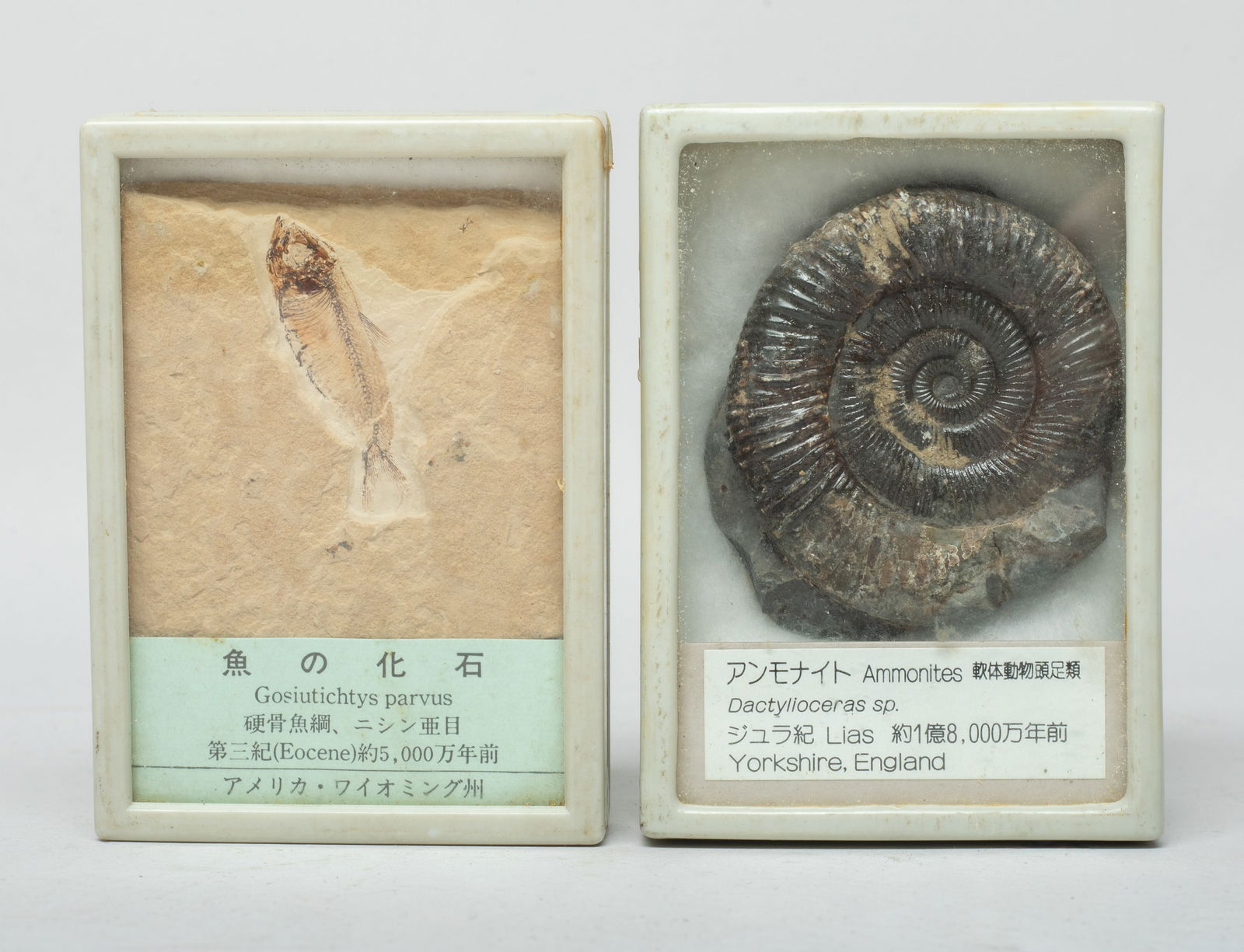Two Vintage Collectible Fossil Samples (1 of 5)