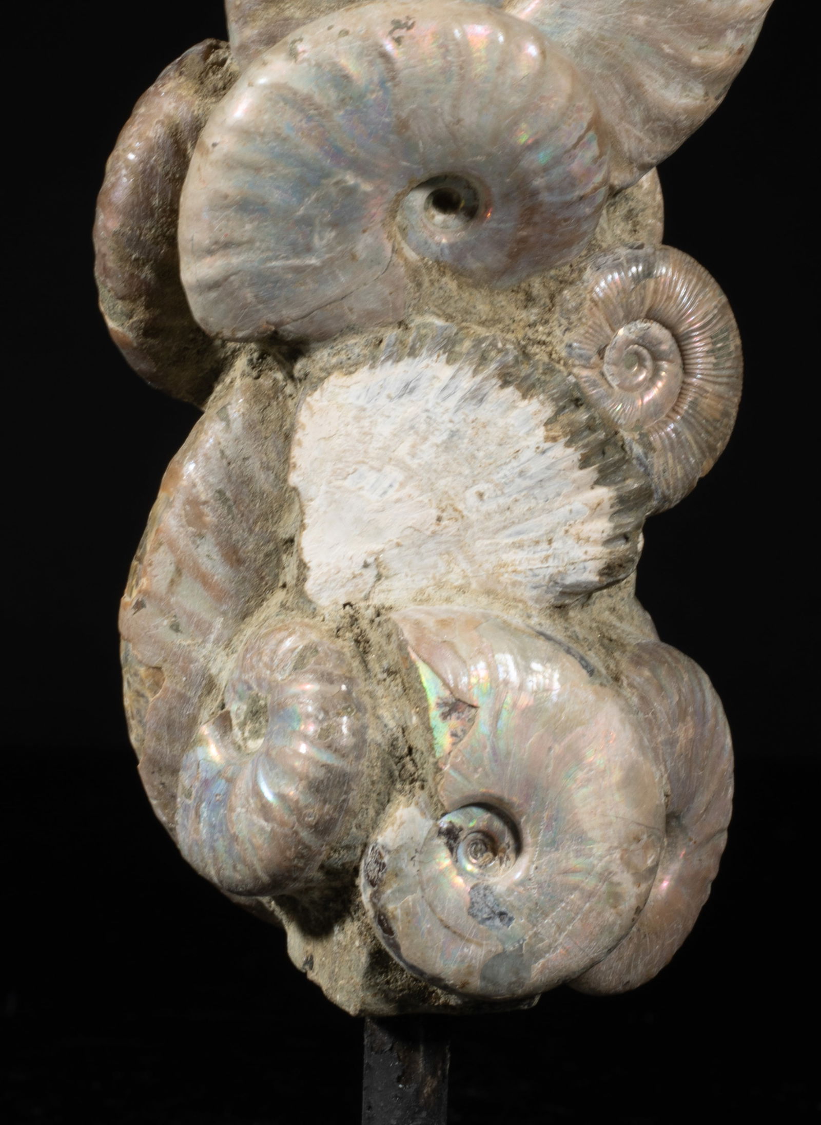 Two Designed Opalized Fossil Sculptures - 10