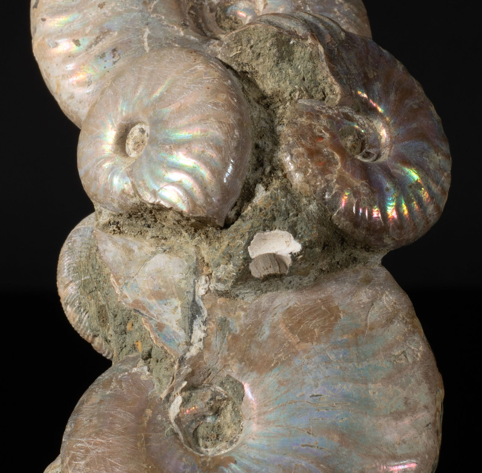Two Designed Opalized Fossil Sculptures - 12