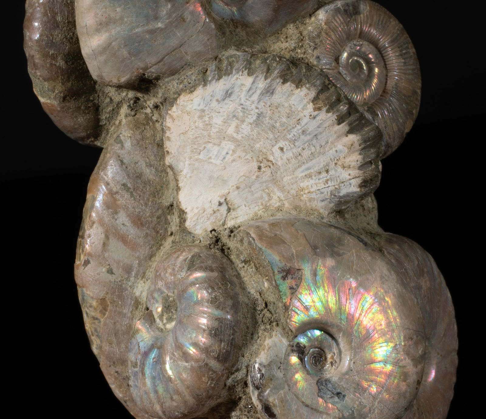 Two Designed Opalized Fossil Sculptures - 13