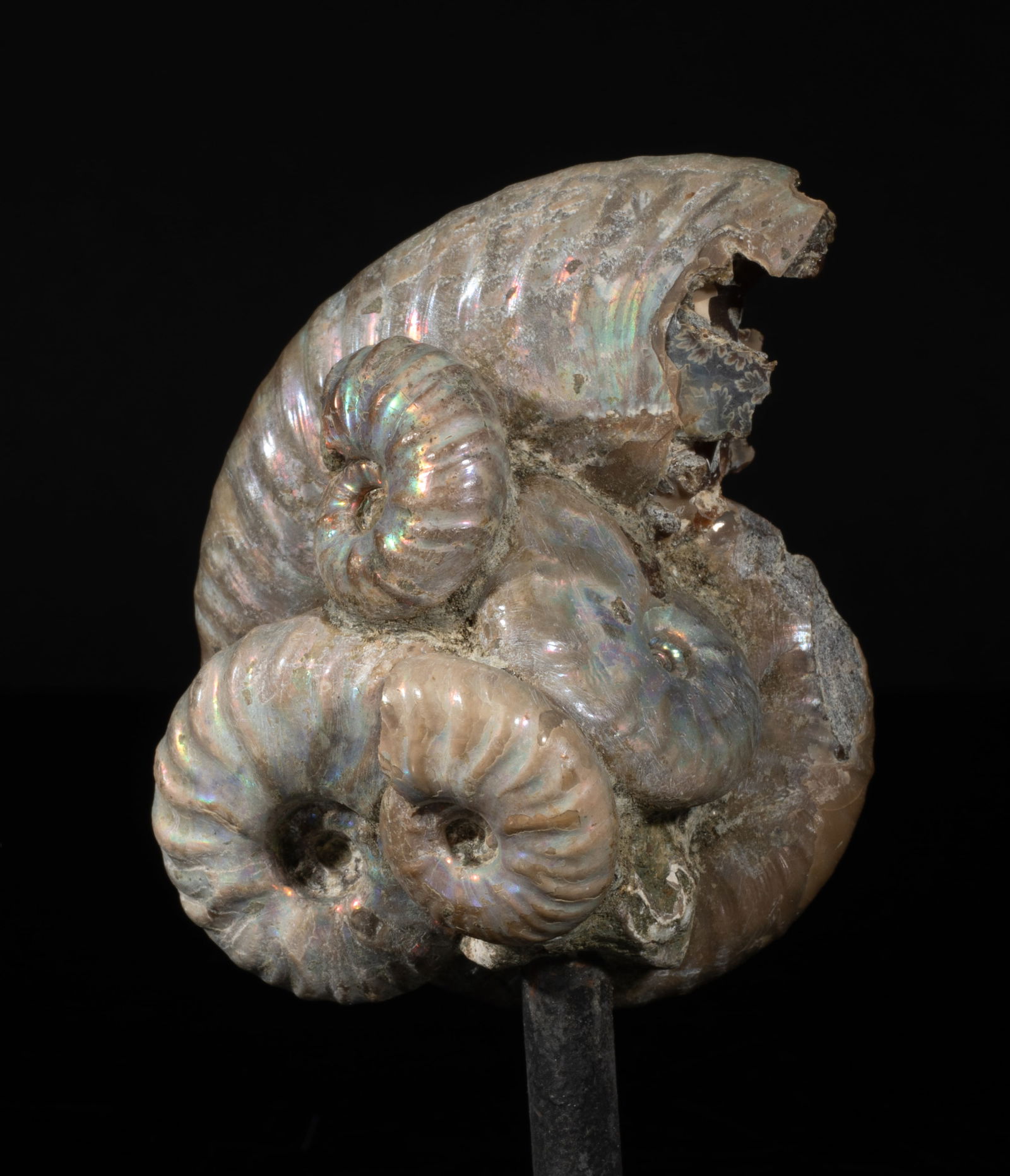 Two Designed Opalized Fossil Sculptures - 3