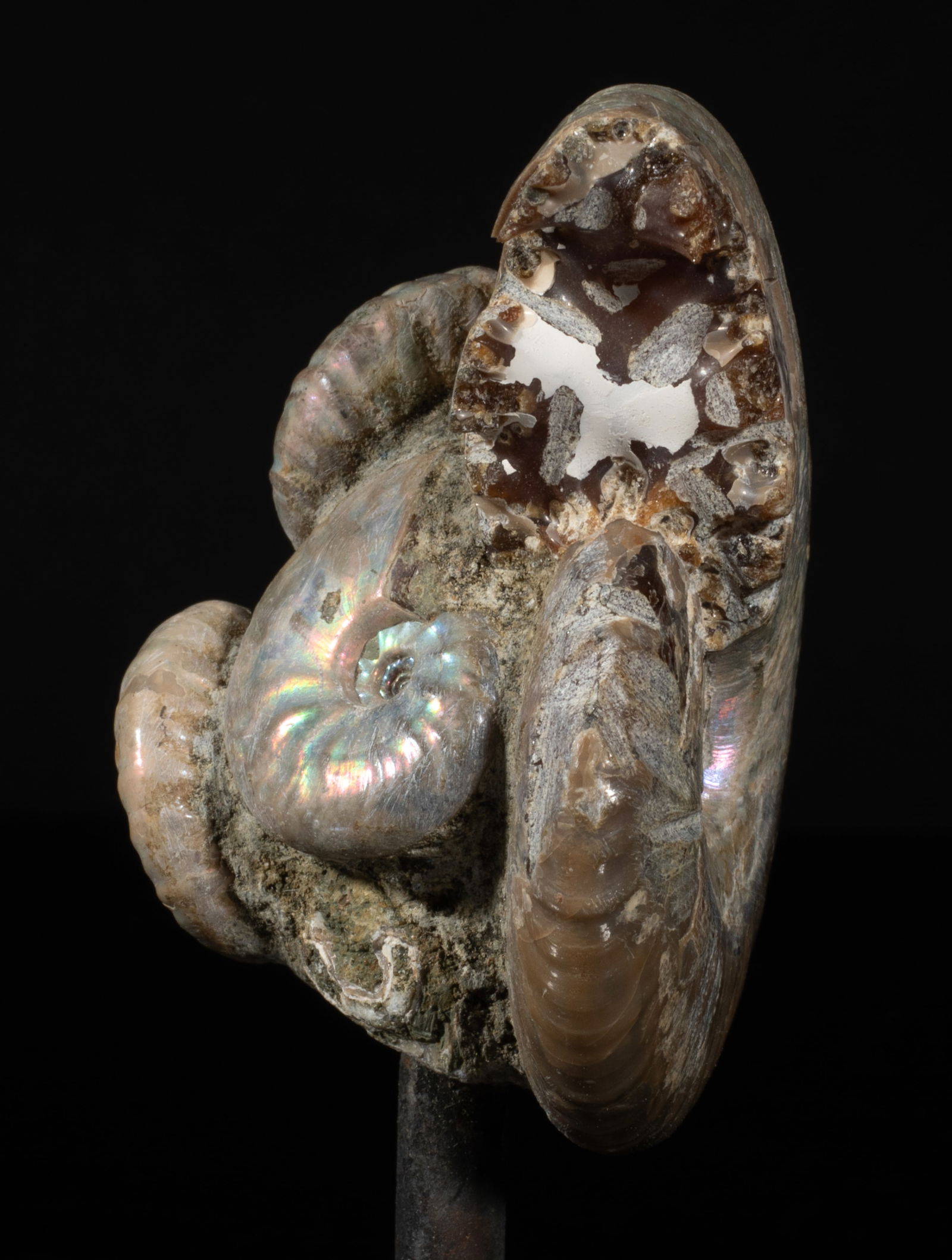 Two Designed Opalized Fossil Sculptures - 4