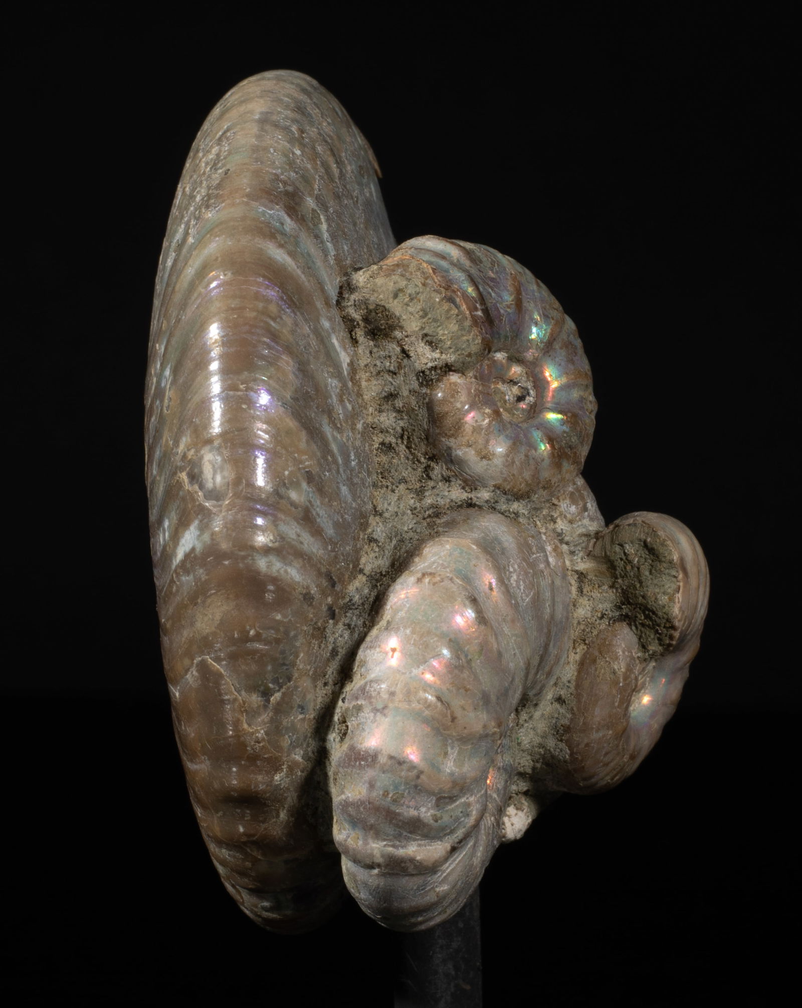 Two Designed Opalized Fossil Sculptures - 6