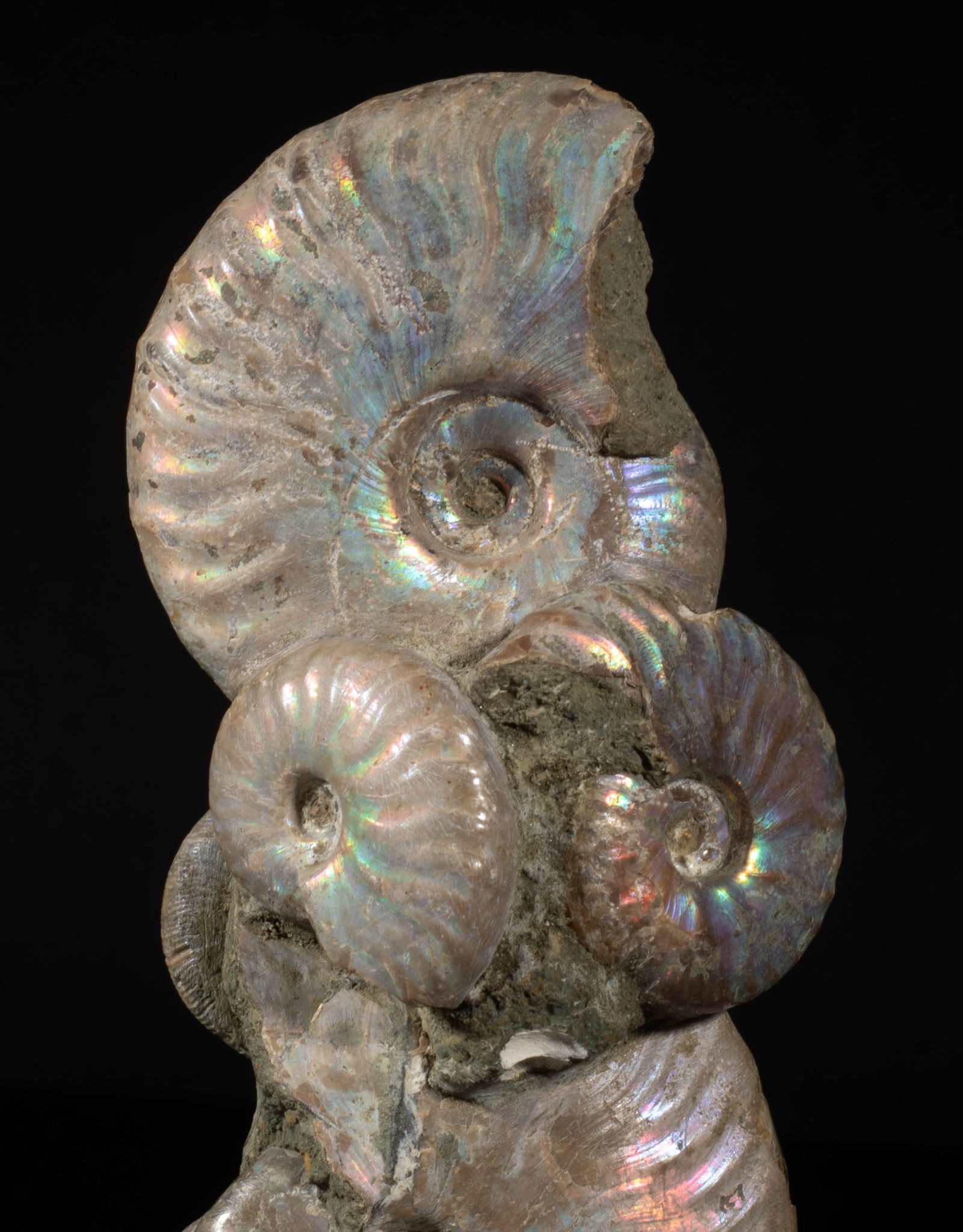 Two Designed Opalized Fossil Sculptures - 7