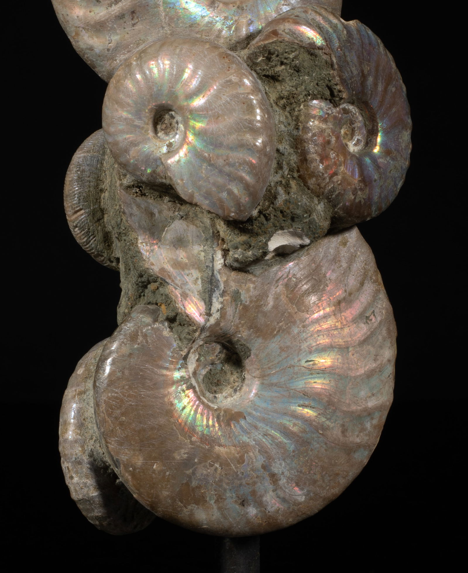 Two Designed Opalized Fossil Sculptures - 8
