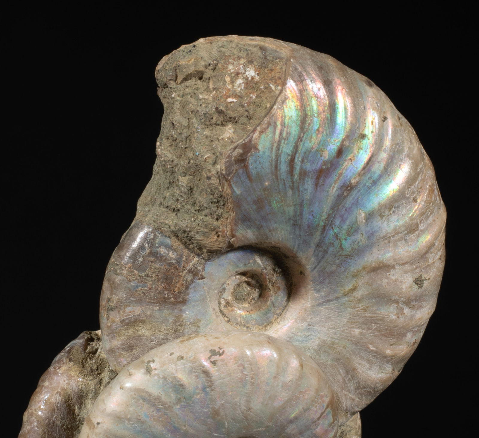 Two Designed Opalized Fossil Sculptures - 9