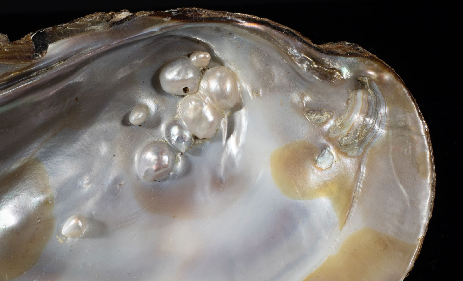 Two Large MOP Shell Sculptures - 10