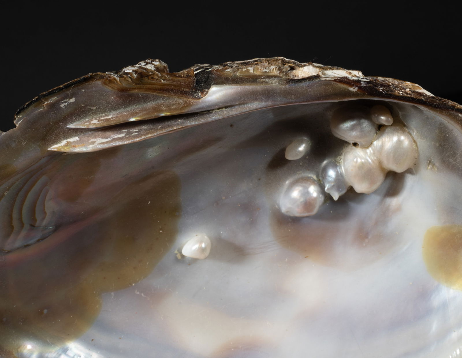 Two Large MOP Shell Sculptures - 11