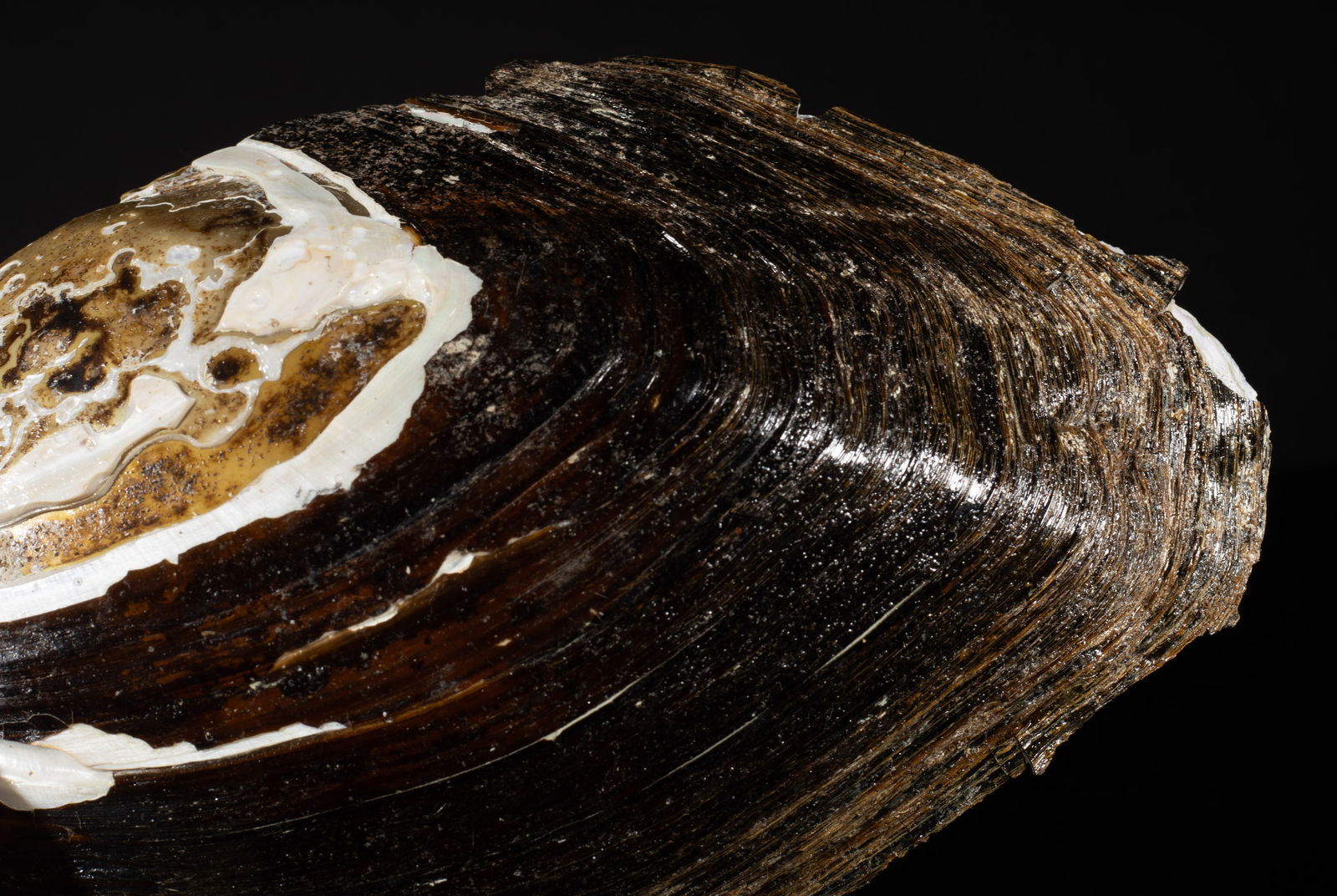 Two Large MOP Shell Sculptures - 15