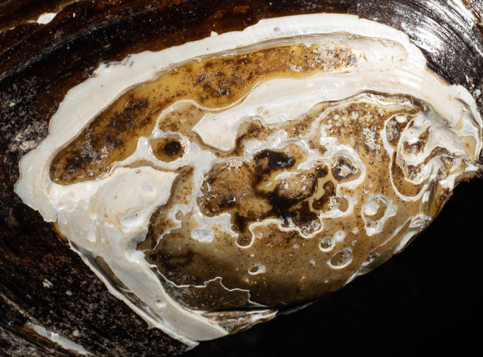 Two Large MOP Shell Sculptures - 16