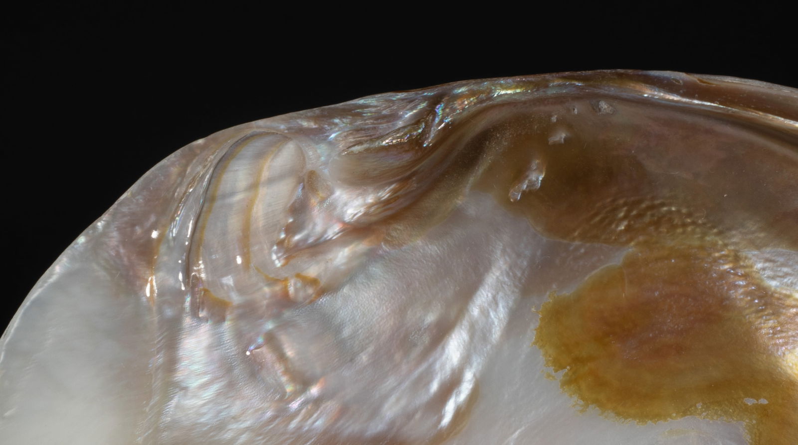 Two Large MOP Shell Sculptures - 4