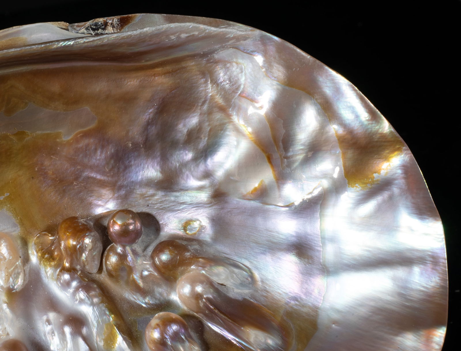 Two Large MOP Shell Sculptures - 5