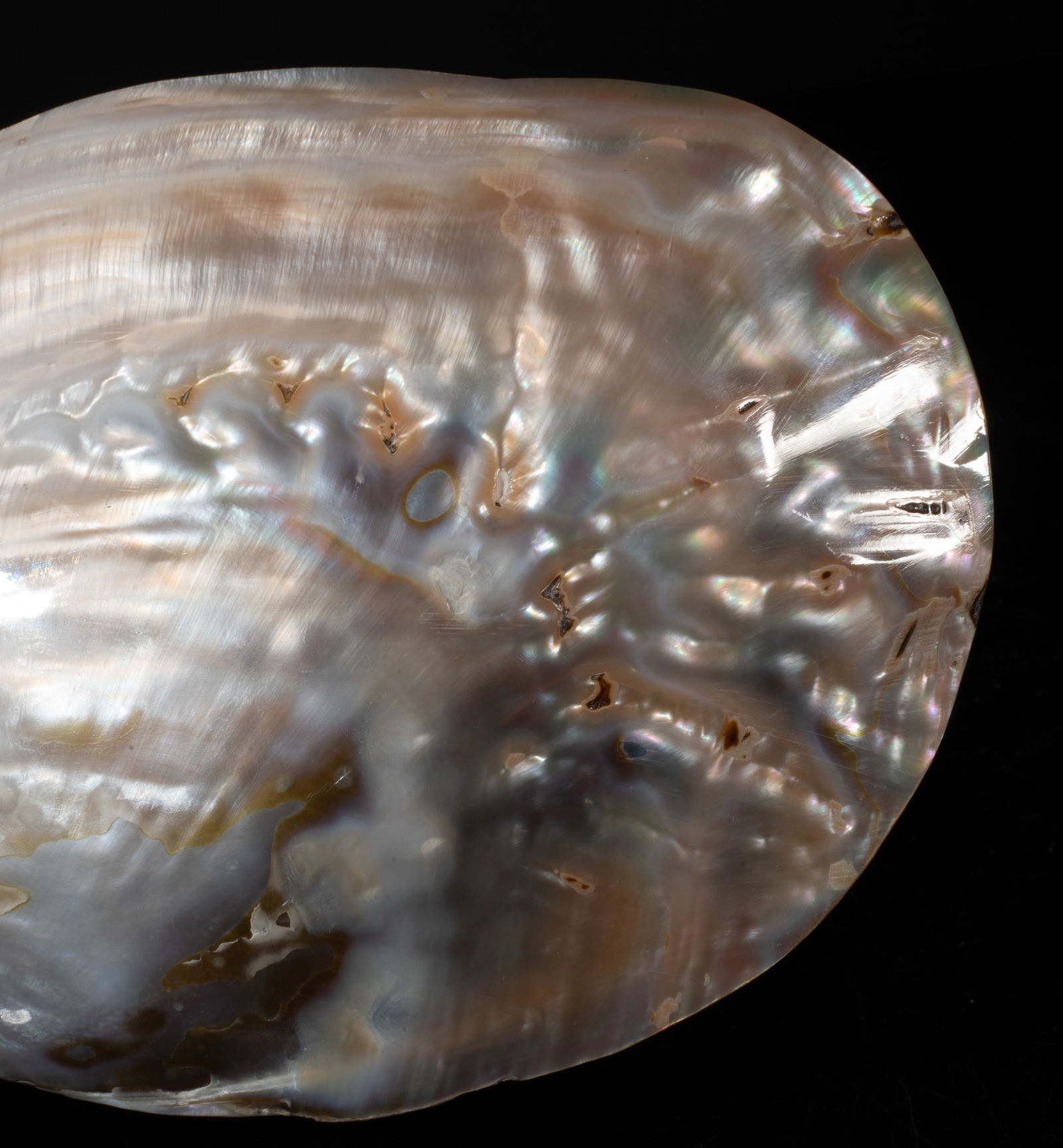 Two Large MOP Shell Sculptures - 6