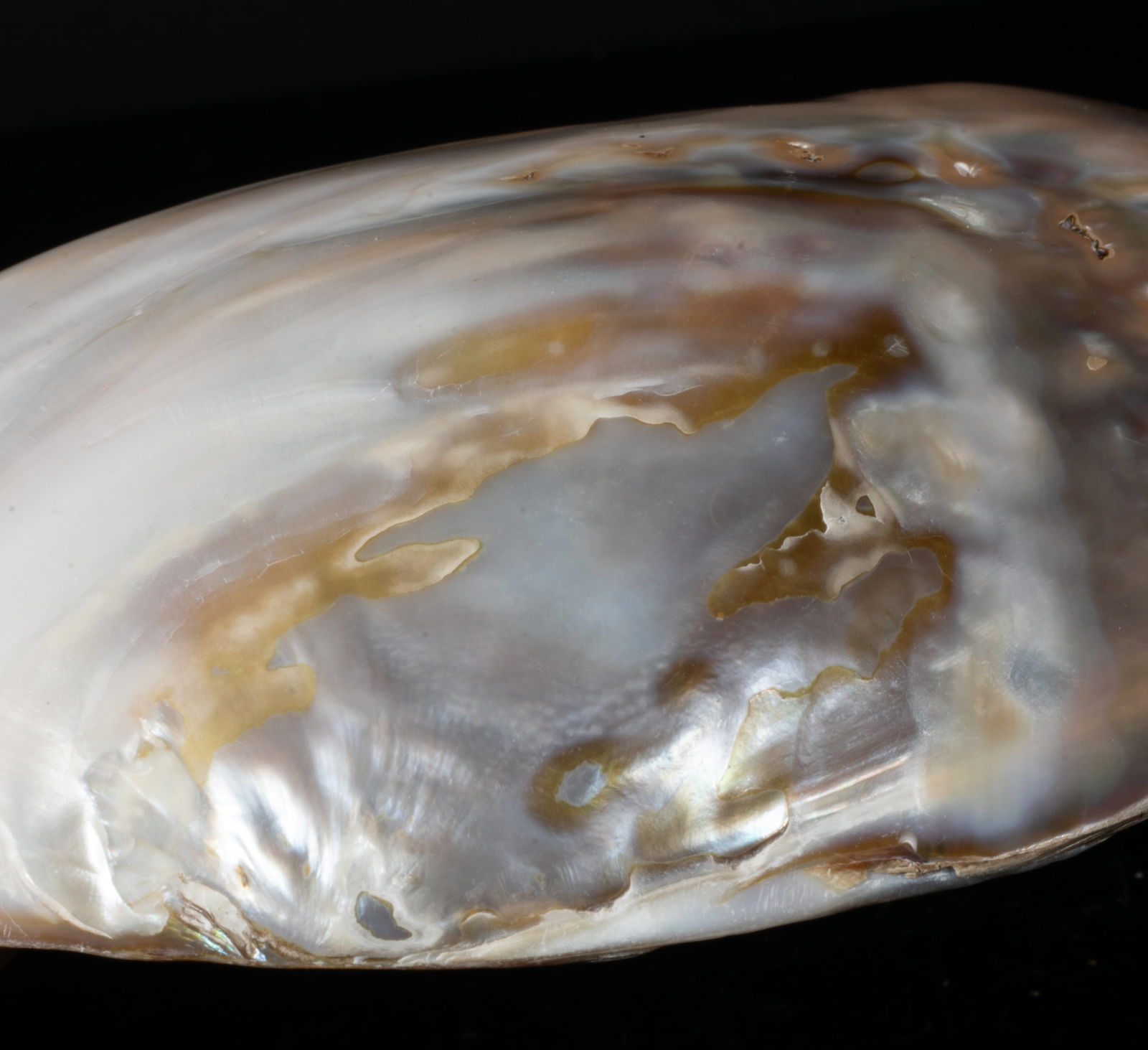 Two Large MOP Shell Sculptures - 7