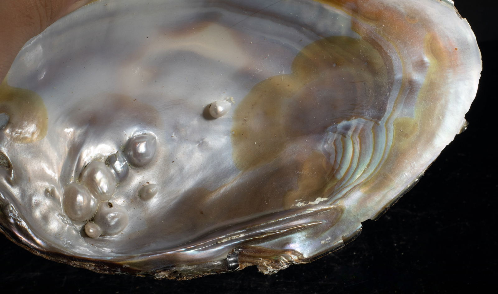 Two Large MOP Shell Sculptures - 8