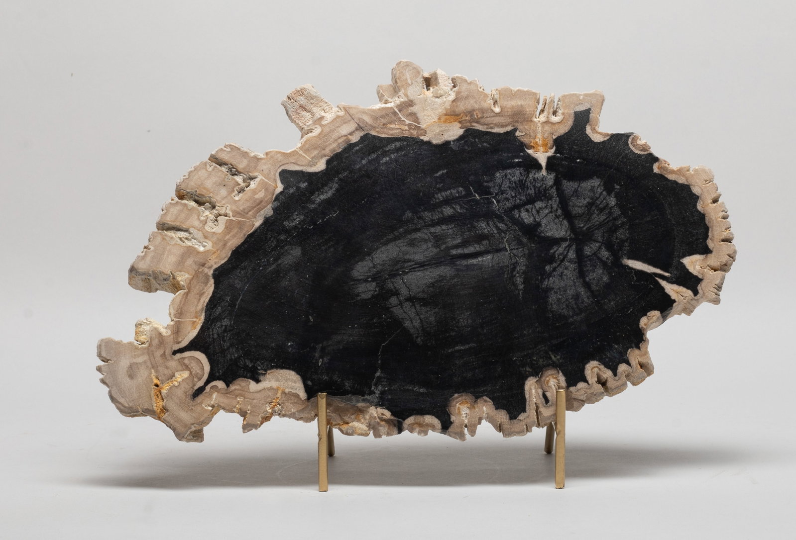 Rare Petrified Wood Slab Sculpture (1 of 9)