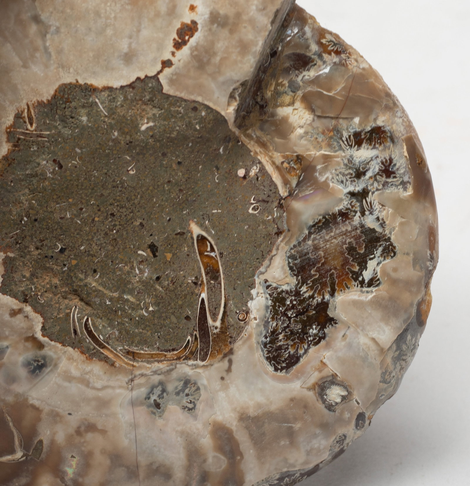 Two Opalized Fossil Slab Sculptures - 10