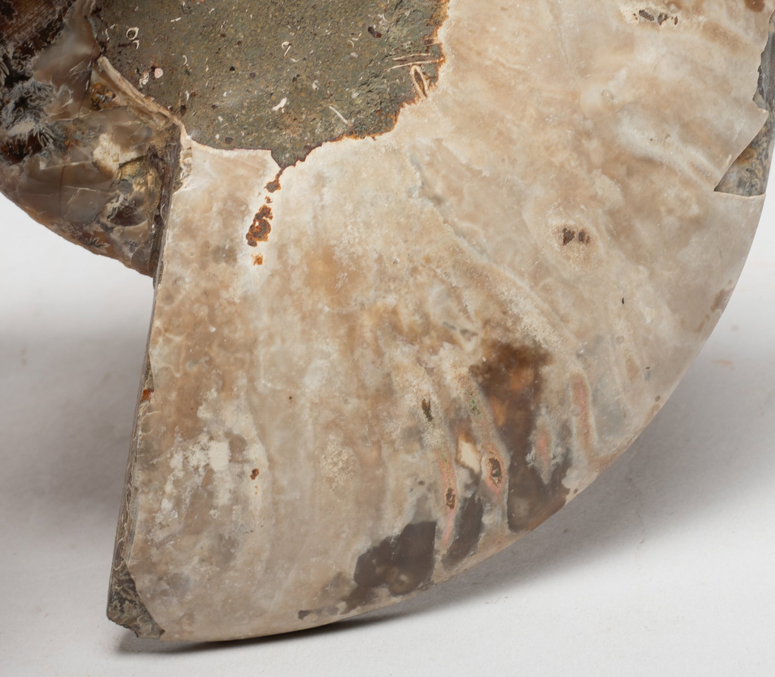 Two Opalized Fossil Slab Sculptures - 11