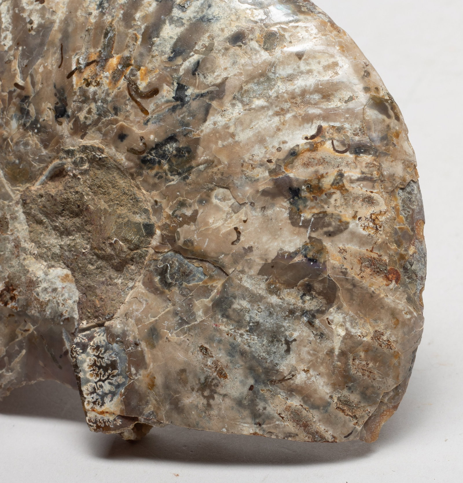 Two Opalized Fossil Slab Sculptures - 3