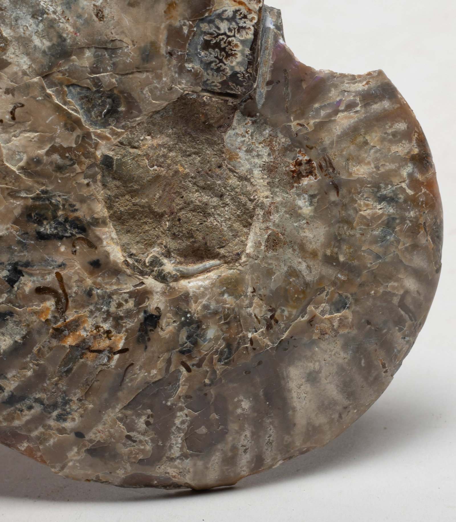 Two Opalized Fossil Slab Sculptures - 4
