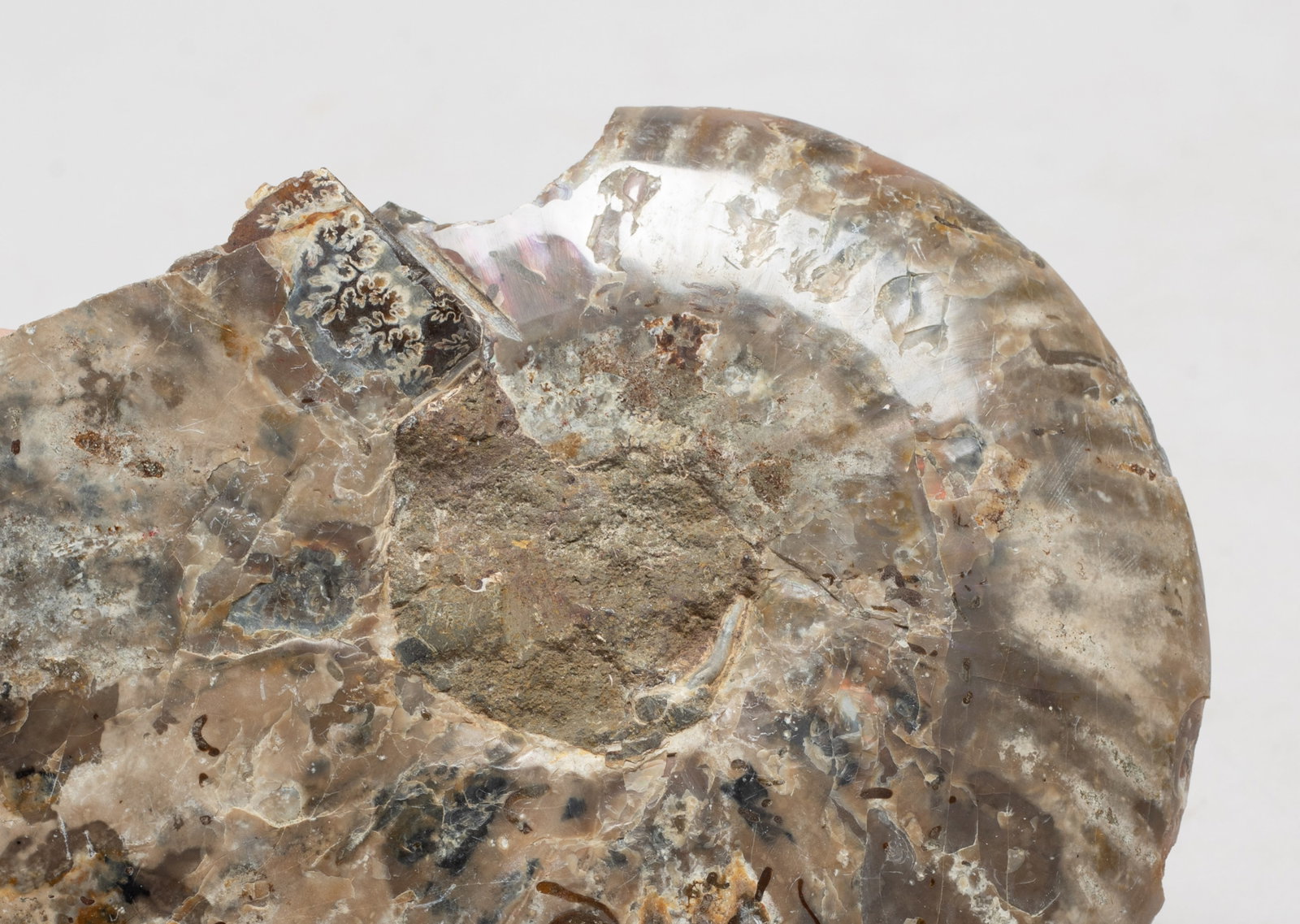Two Opalized Fossil Slab Sculptures - 5