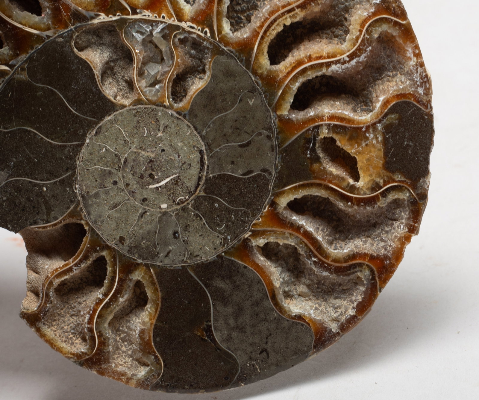 Two Opalized Fossil Slab Sculptures - 6