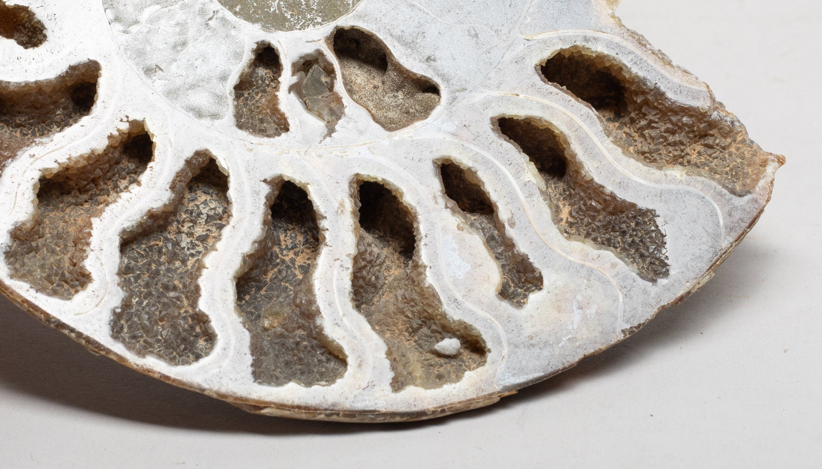 Two Opalized Fossil Slab Sculptures - 7