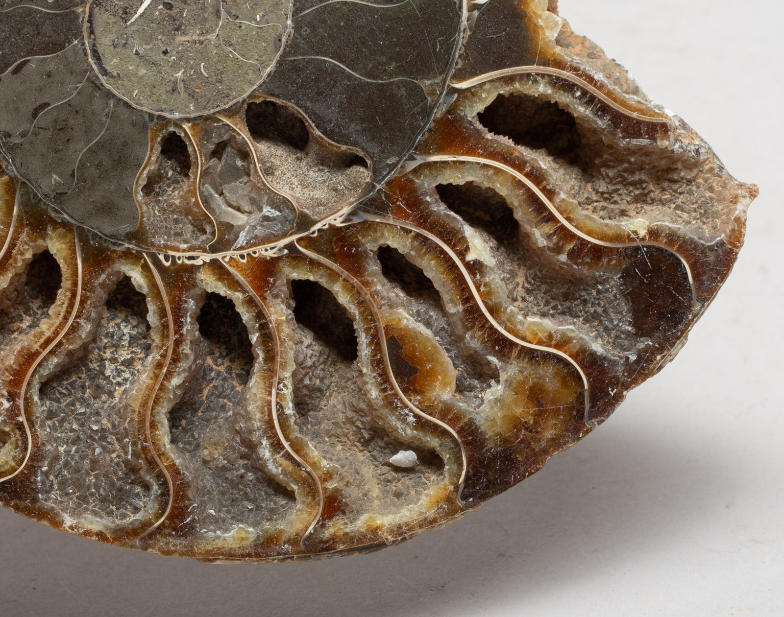 Two Opalized Fossil Slab Sculptures - 8