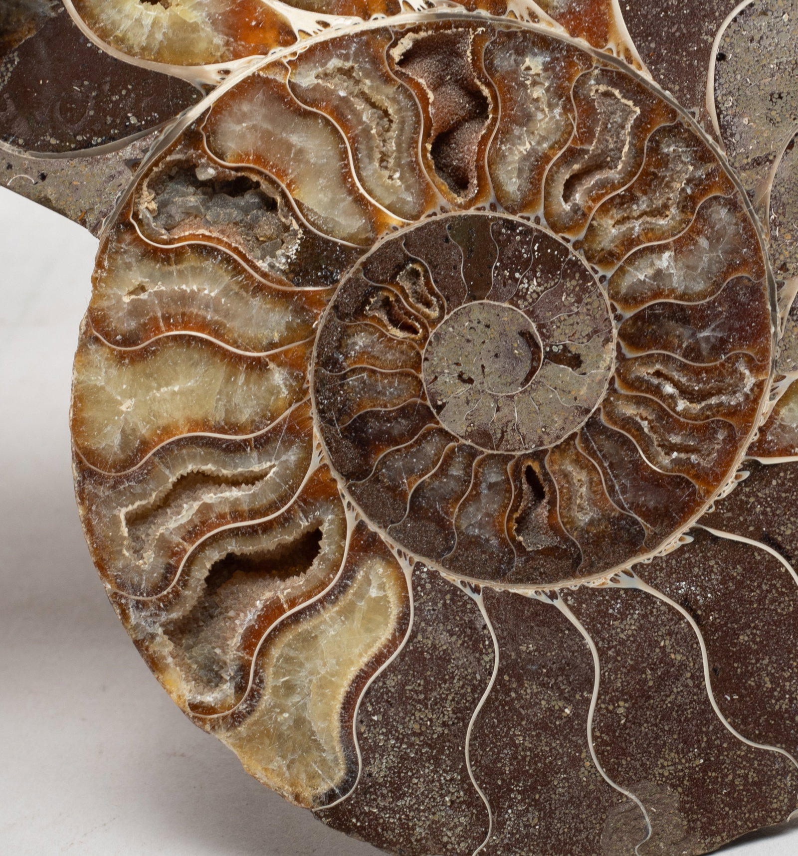 Two Opalized Fossil Slab Sculptures - 9