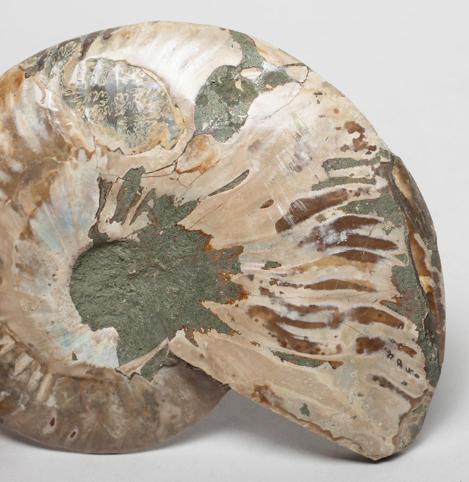 Two Opalized Fossil Sculptures - 10