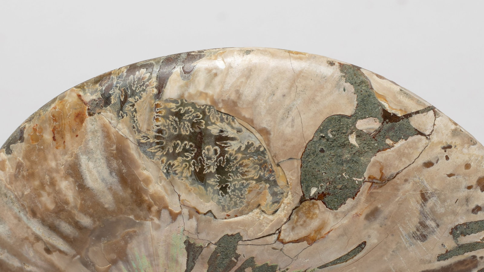 Two Opalized Fossil Sculptures - 11