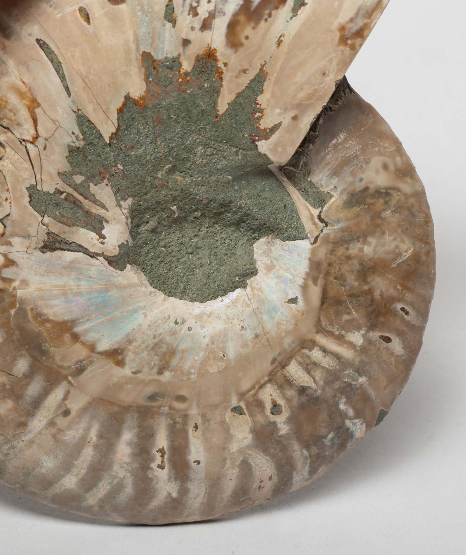 Two Opalized Fossil Sculptures - 12