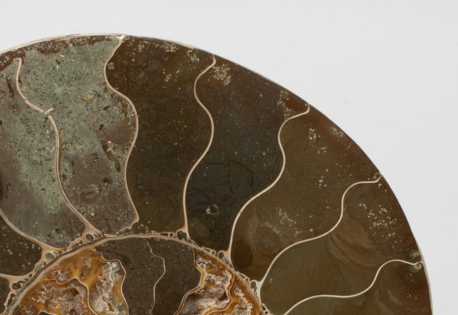 Two Opalized Fossil Sculptures - 13