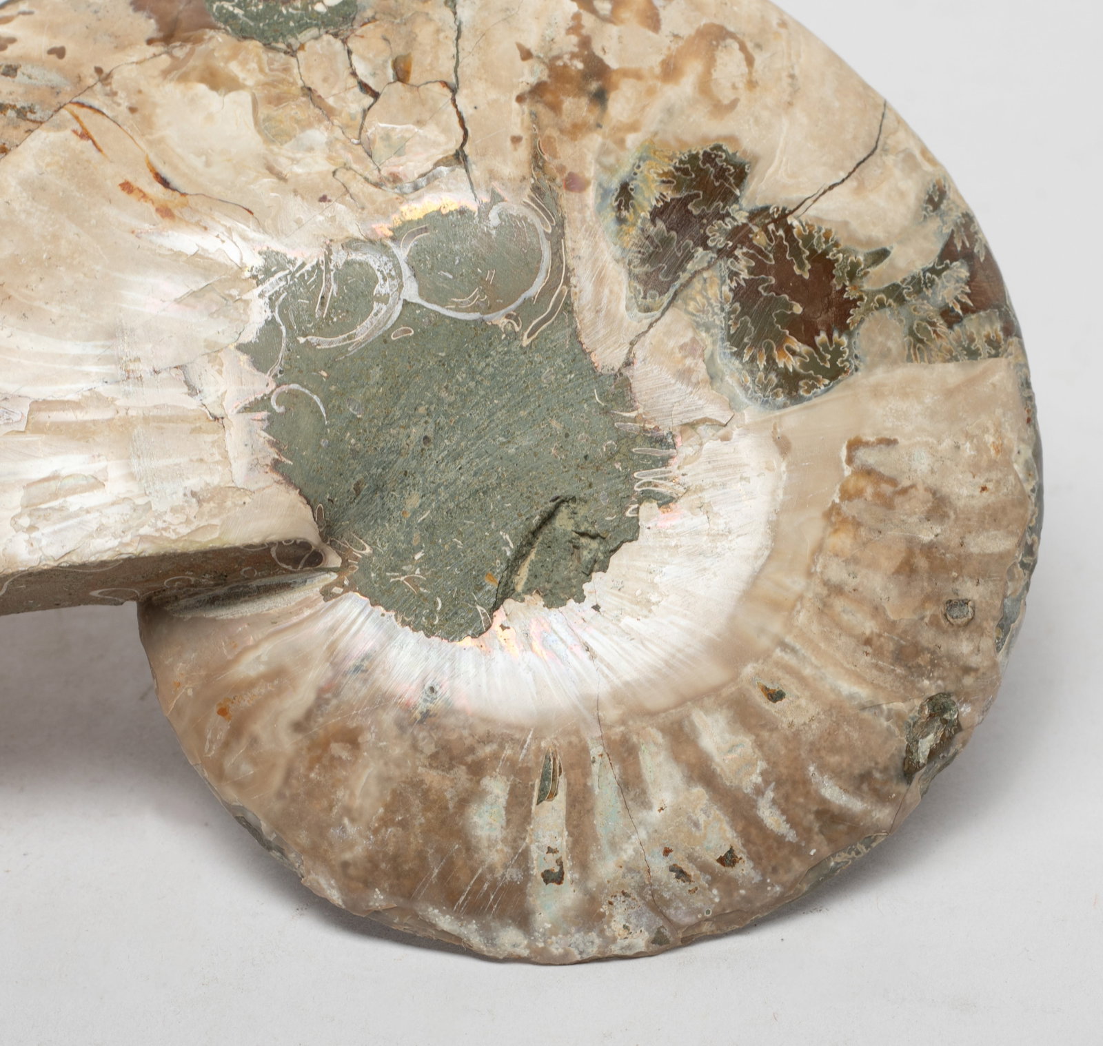 Two Opalized Fossil Sculptures - 3