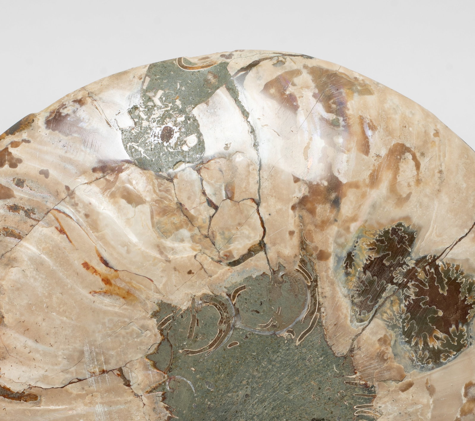 Two Opalized Fossil Sculptures - 4