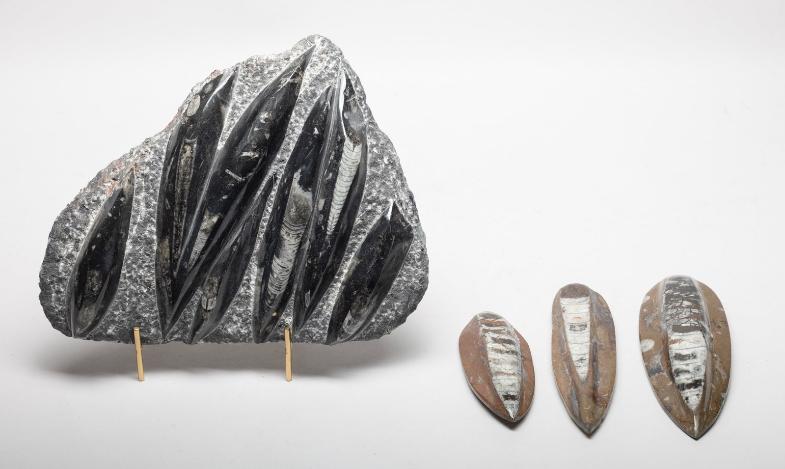 Collectible Lg Fossil Ammonite Sculptures: Group of four large fossil ammonite table sculptures, one with stand. Approx. 11*8.8*1.7 inch (largest w/o stand).