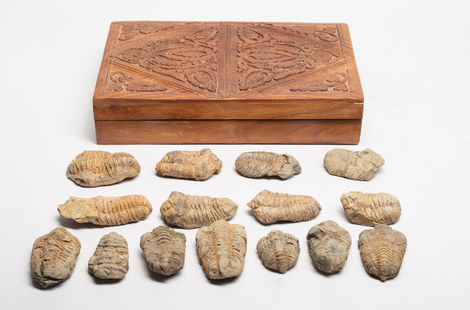 Large Set Fossilized Trilobita Pieces: Large group of fossilized triolobita pieces, with box. Size varies.