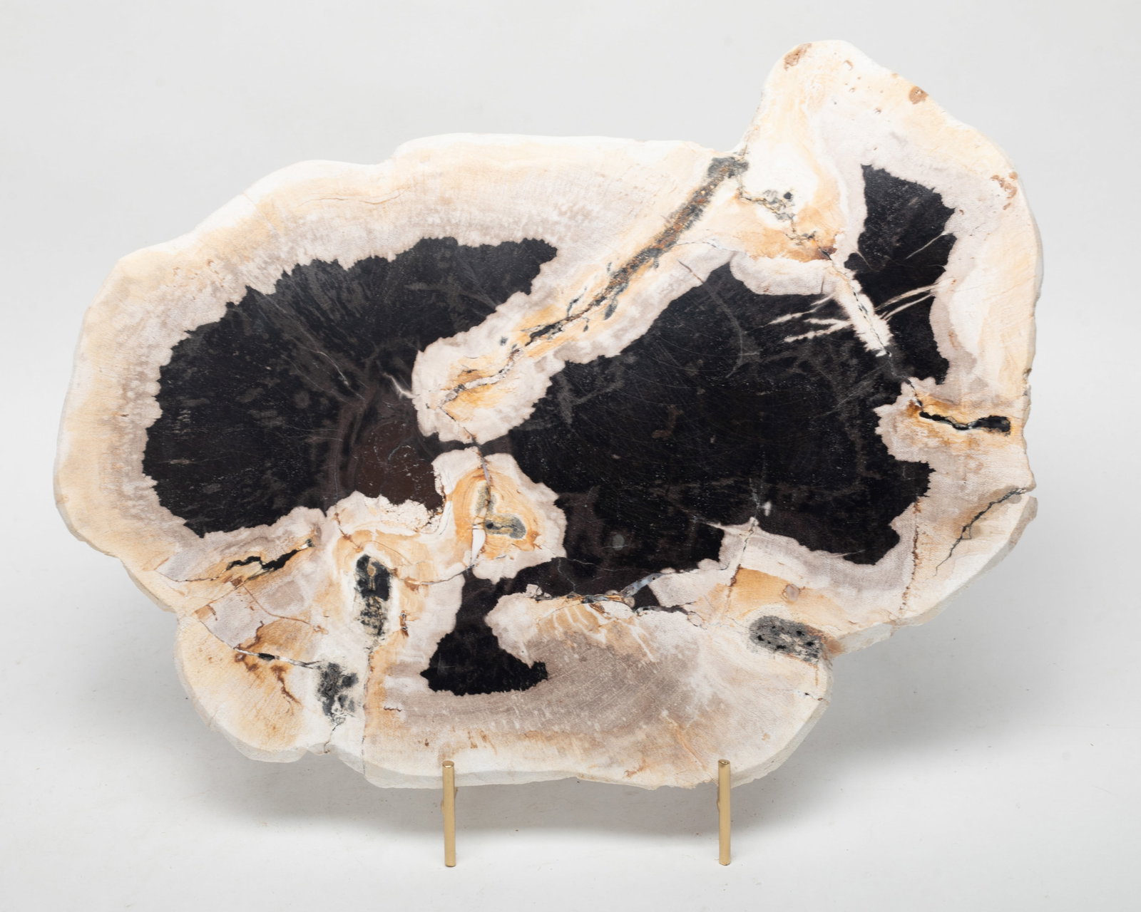 Large Petrified Wood Slab Sculpture: Large petrified wood slab table sculpture, with stand. Approx. 14.5*11 inch.