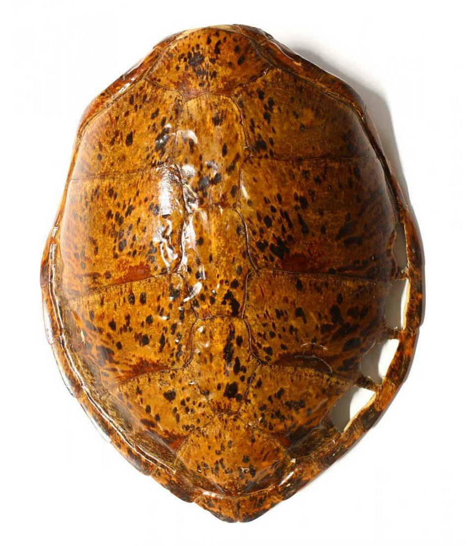 A Spotted Tortoise Carapace Shell (1 of 4)