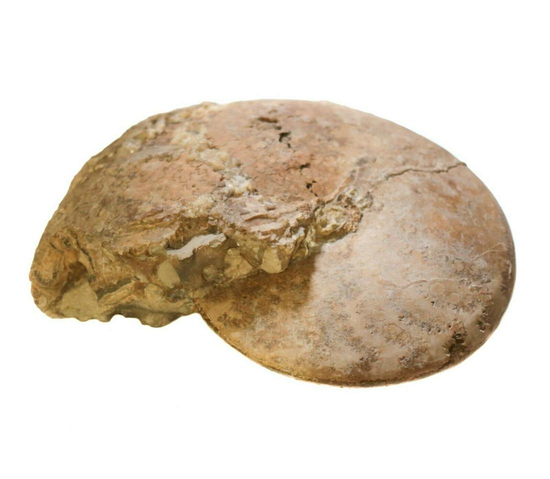 Large Fossilized Ammonite Shell 16" diameter (1 of 2)