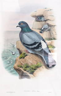 John Gould (English 1804-1881) Hand Colored Lithograph Columba Livia: Gould, John (English 1804-1881) and William Hart Hand Colored Lithograph, Columba Livia "Rock Dove". From the Book, "Birds of Australia". John Gould (1804 - 1881) remains one of the most significant f