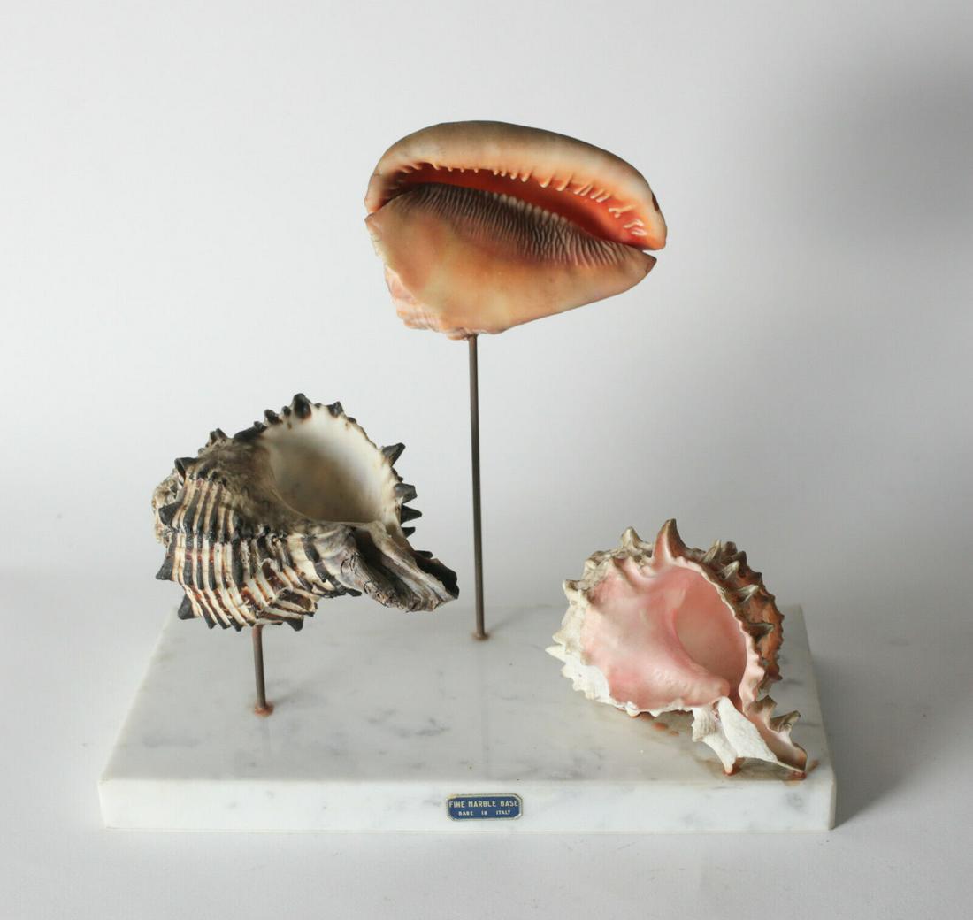 Three Conch Seashell Specimens mounted on italian marble base for display c1960 (1 of 5)