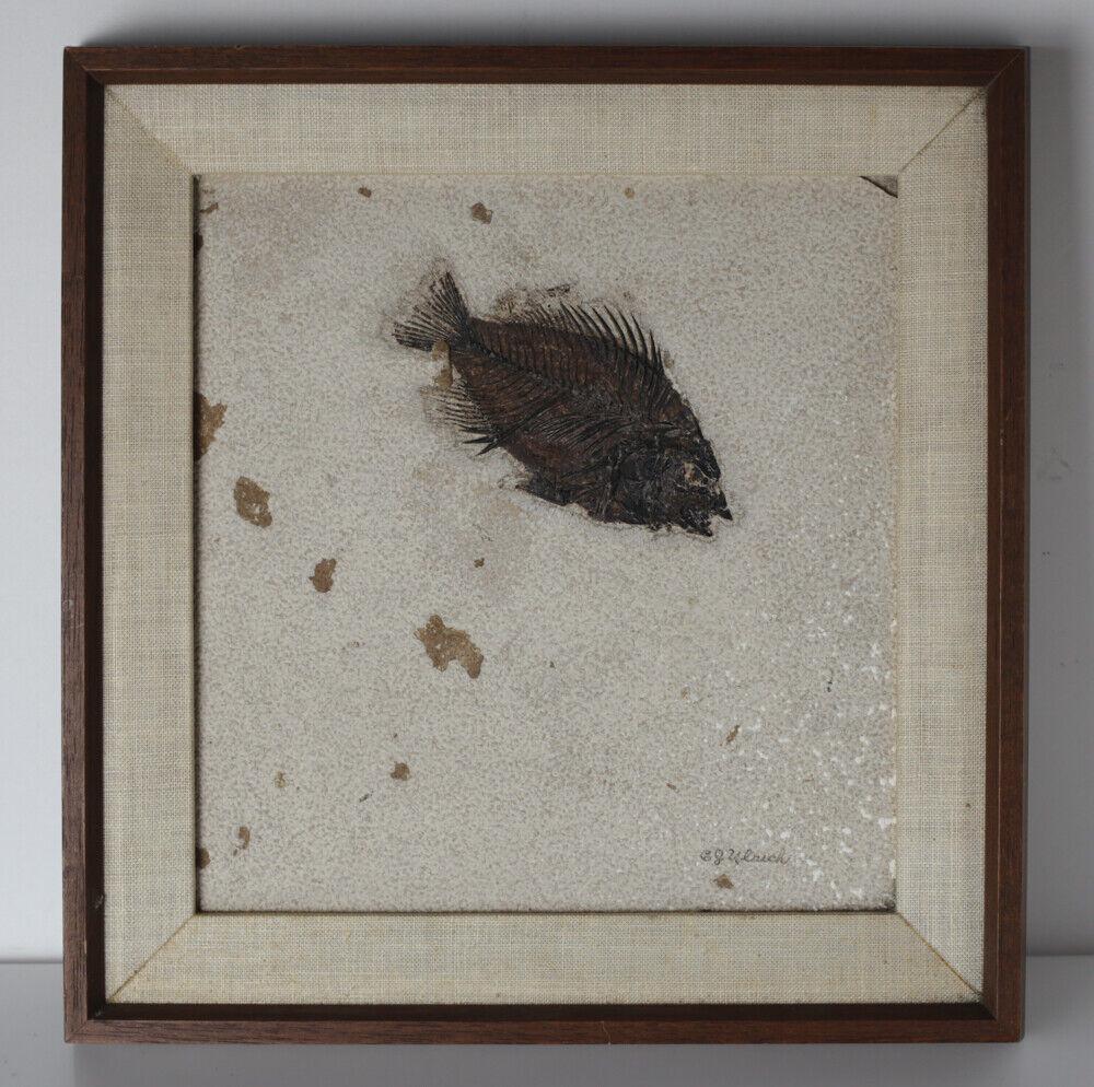Carl J. Ulrich Prepared Fish Fossil, Eocene, Green River Formation, Kemerer (1 of 8)